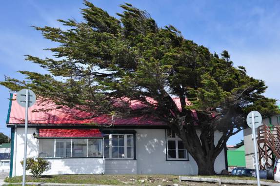 O efeito do vento no crscimento de uma árvore, em Port Stanley, a capital de Falkland